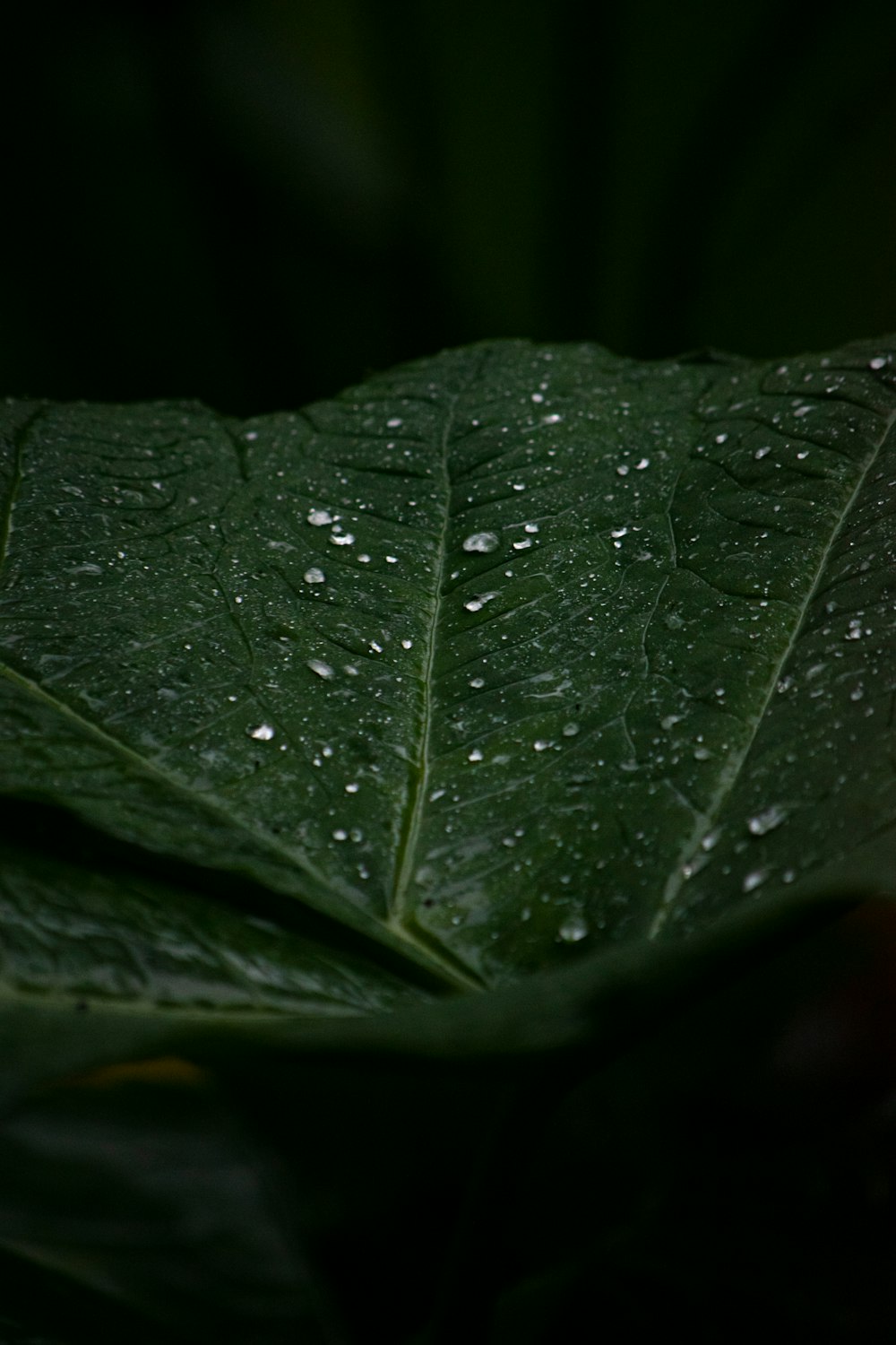 a leaf with water droplets on it