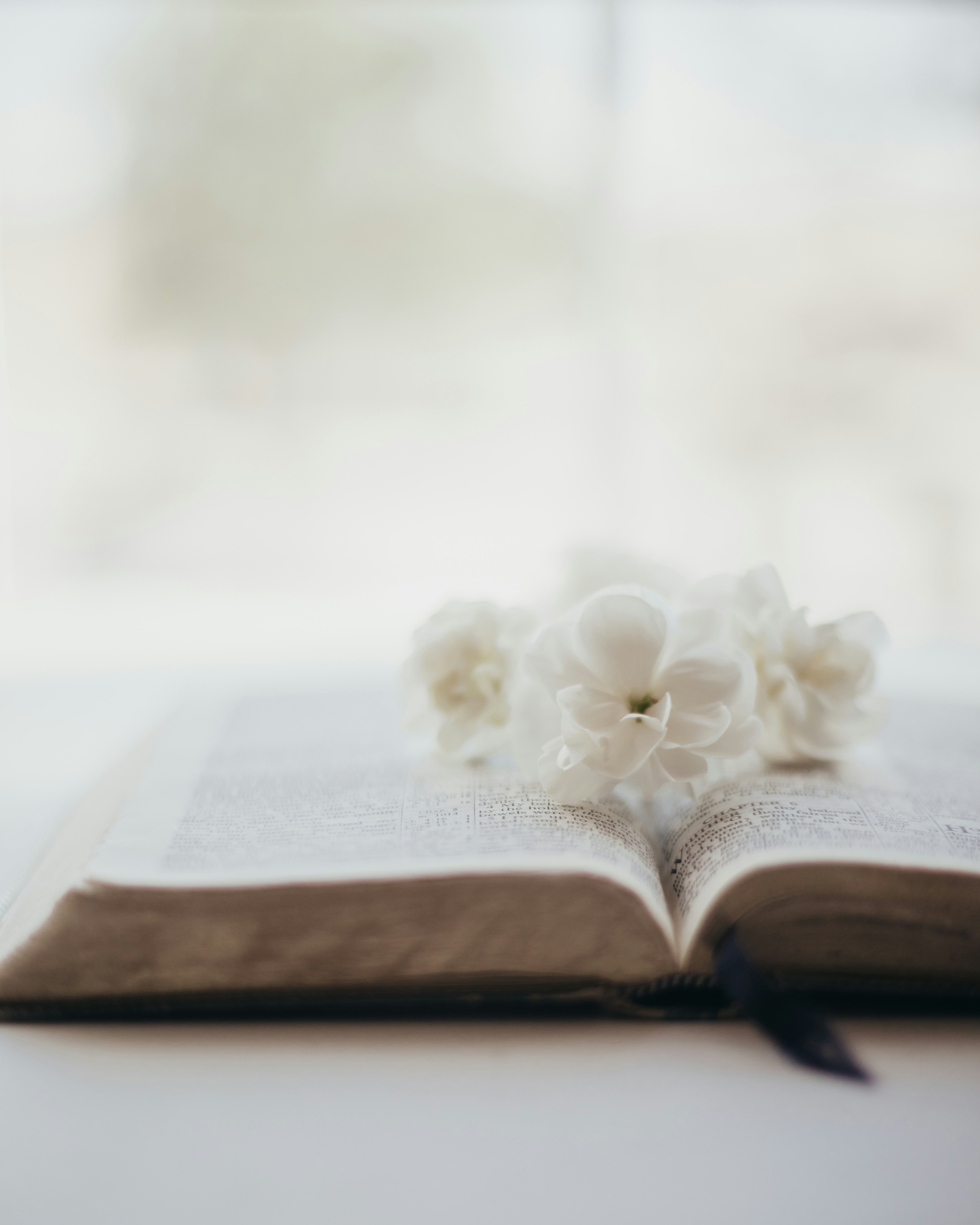 NBB 2023 Junior NKJV