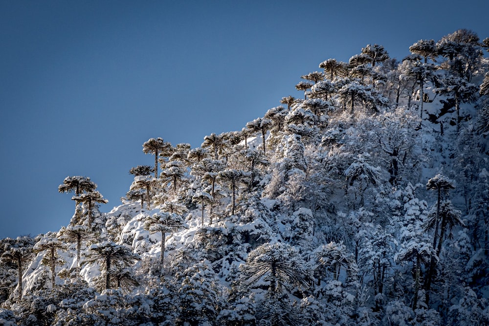 a snowy mountain with trees