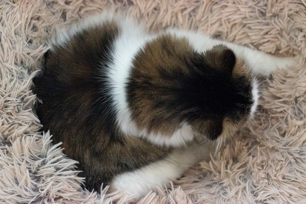 a black and white cat curled up in a ball of hay
