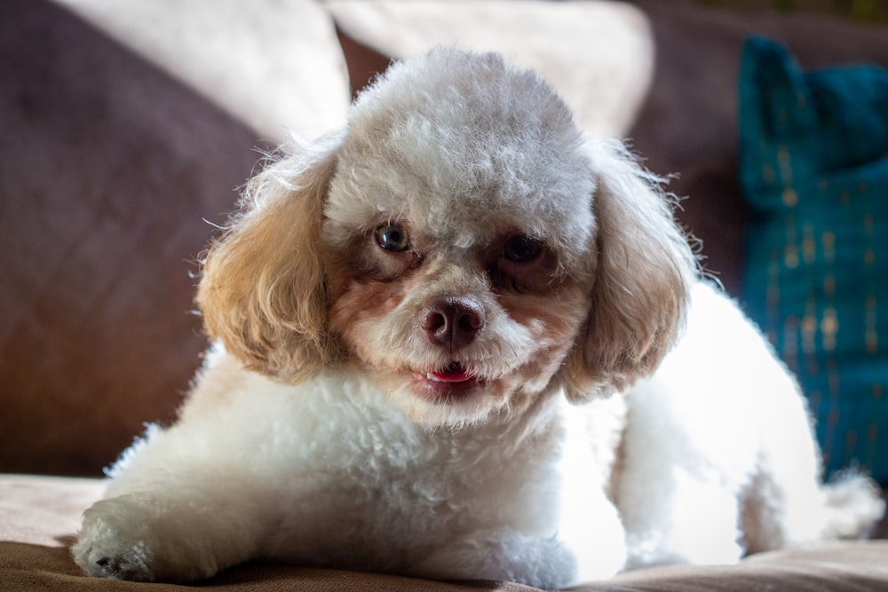 a dog lying on a couch