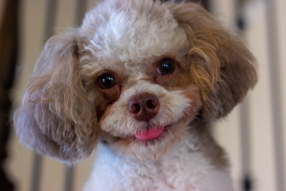 a dog with its tongue out