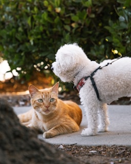 a cat wearing a garment