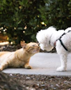 a cat and a dog