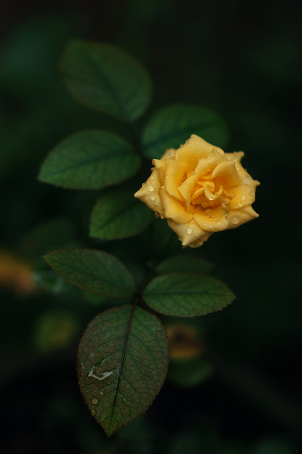 a yellow flower with green leaves