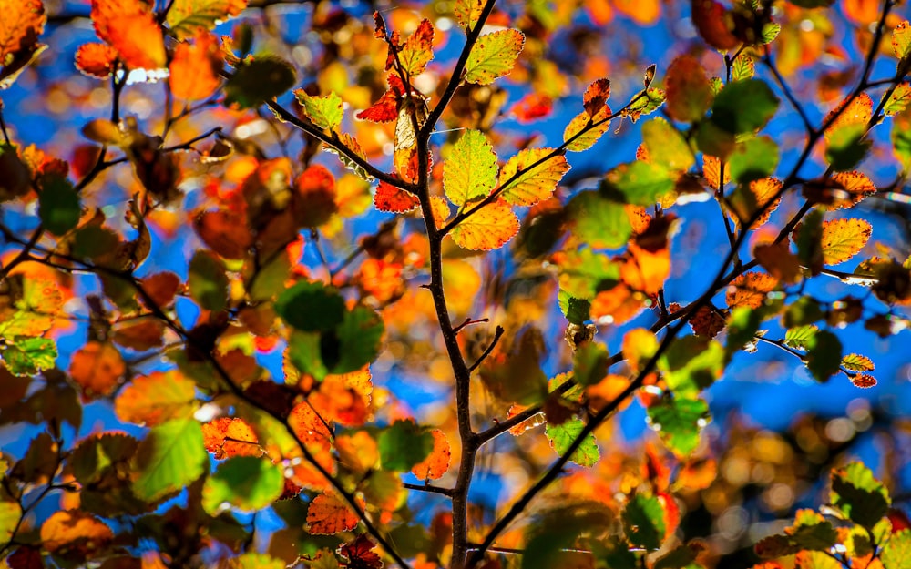 a tree with leaves