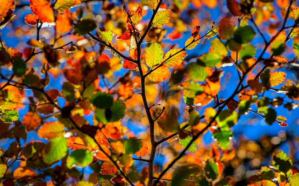 uma árvore com folhas