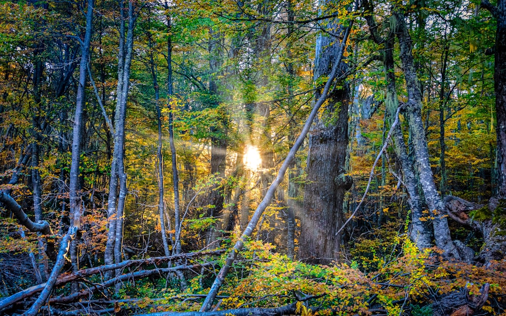 a forest with trees and plants