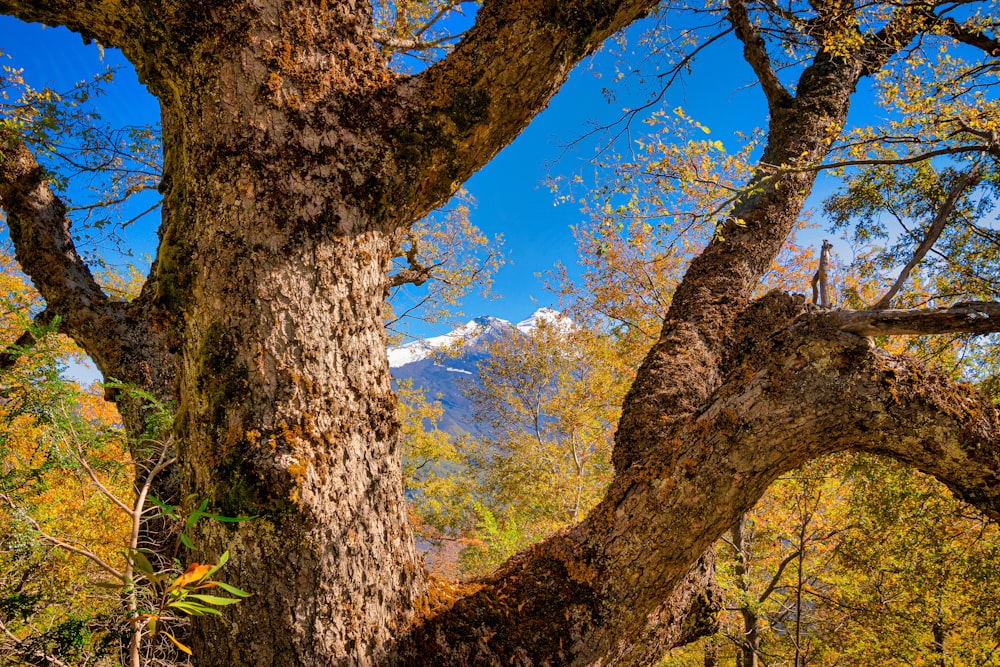 a large tree with many branches