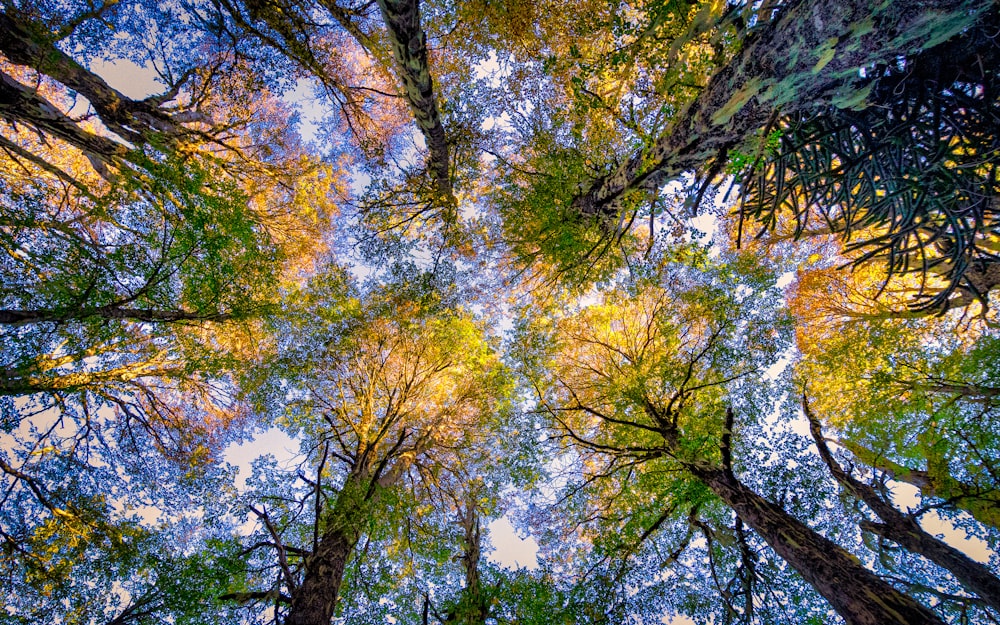 looking up at trees with yellow leaves