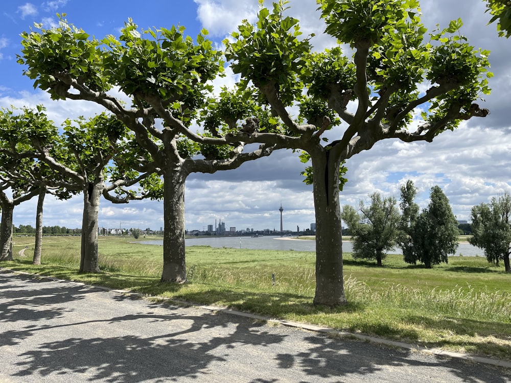 uma árvore em um parque