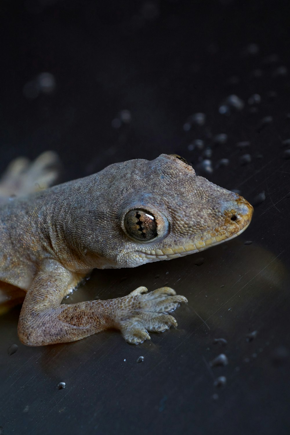 a close up of a frog