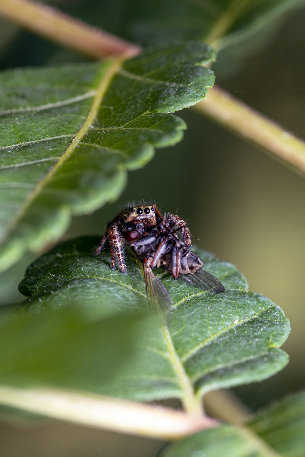 a bee on a leaf