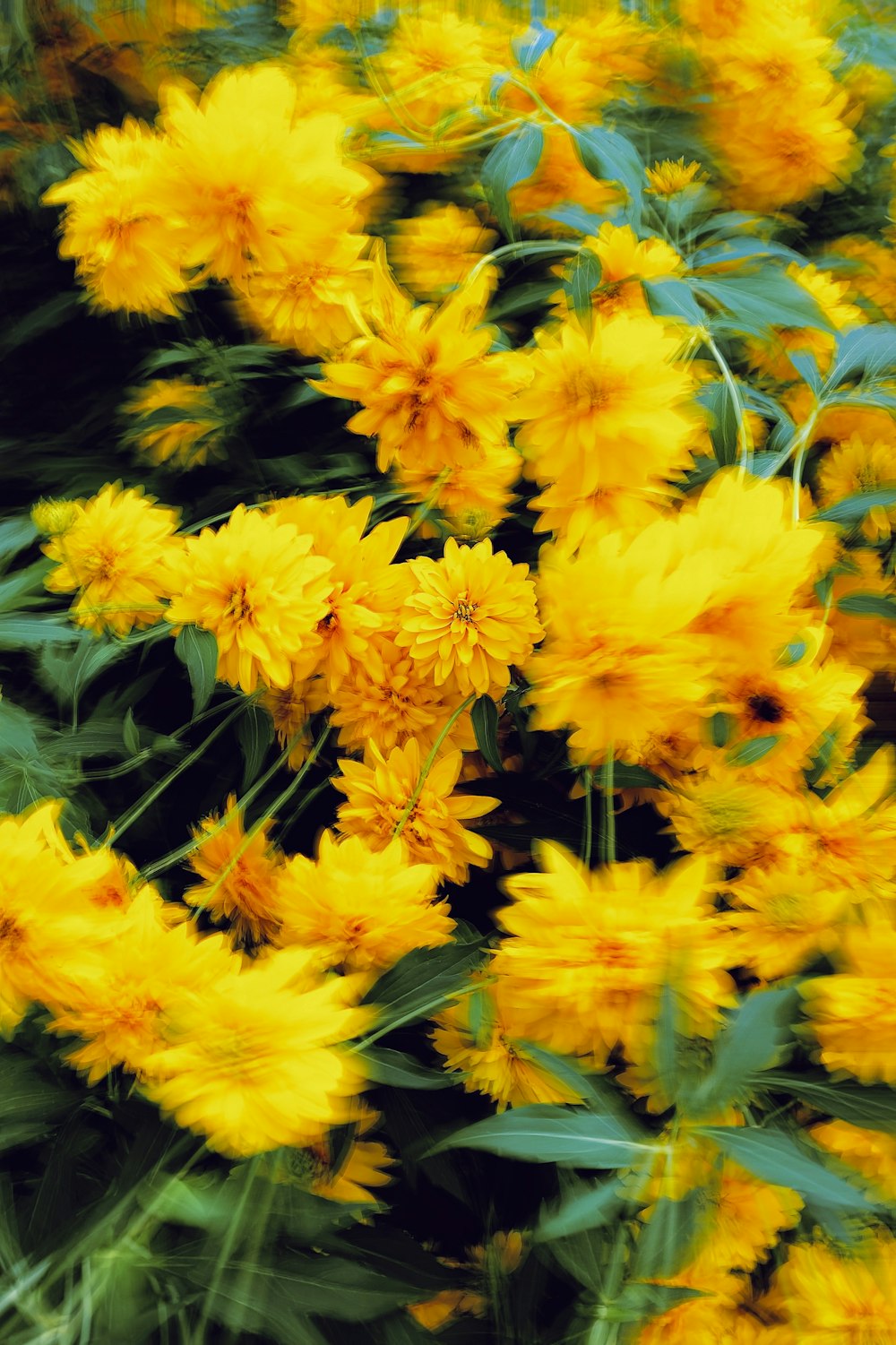 a group of yellow flowers