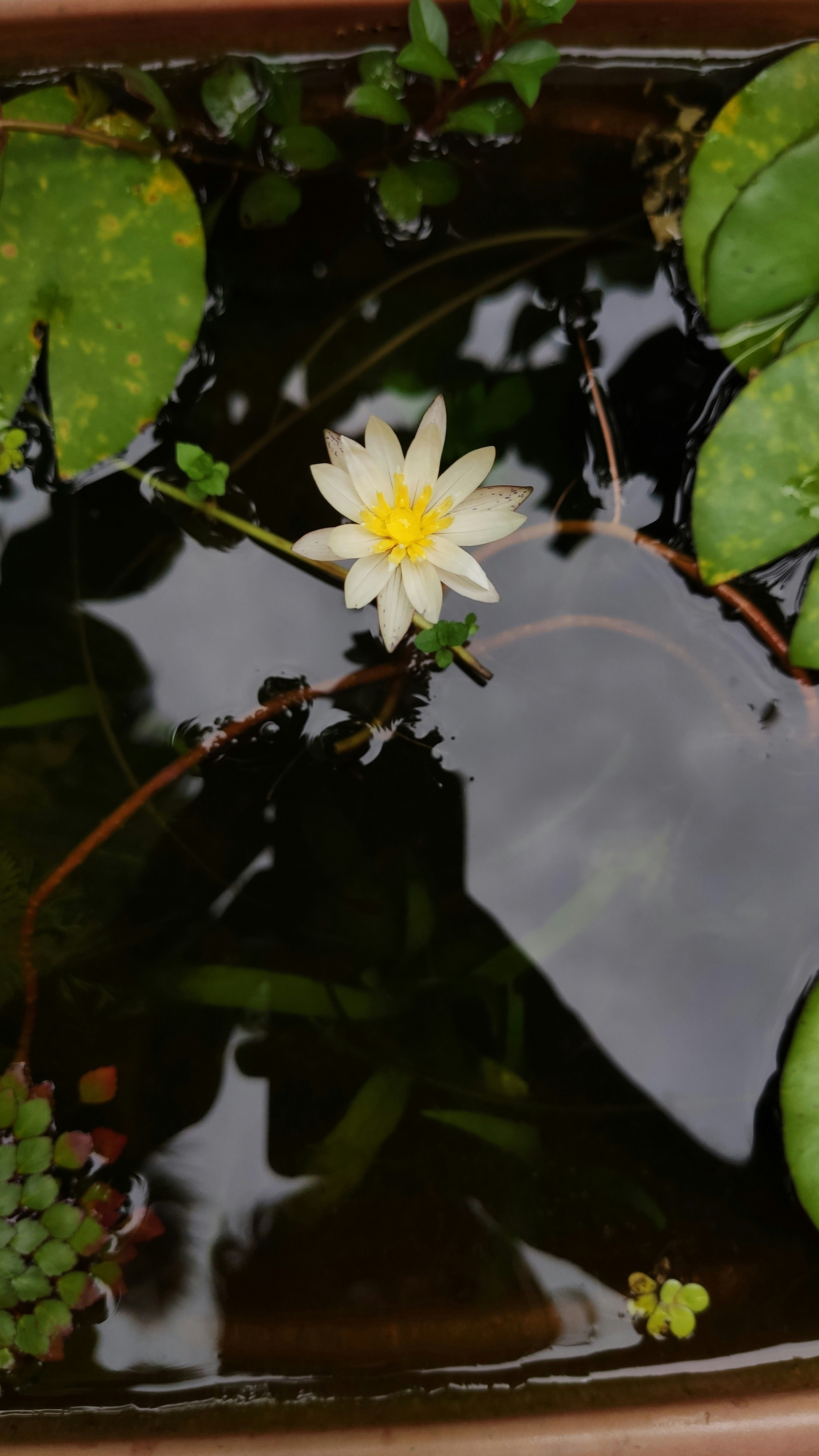 Photo by shreyasav27