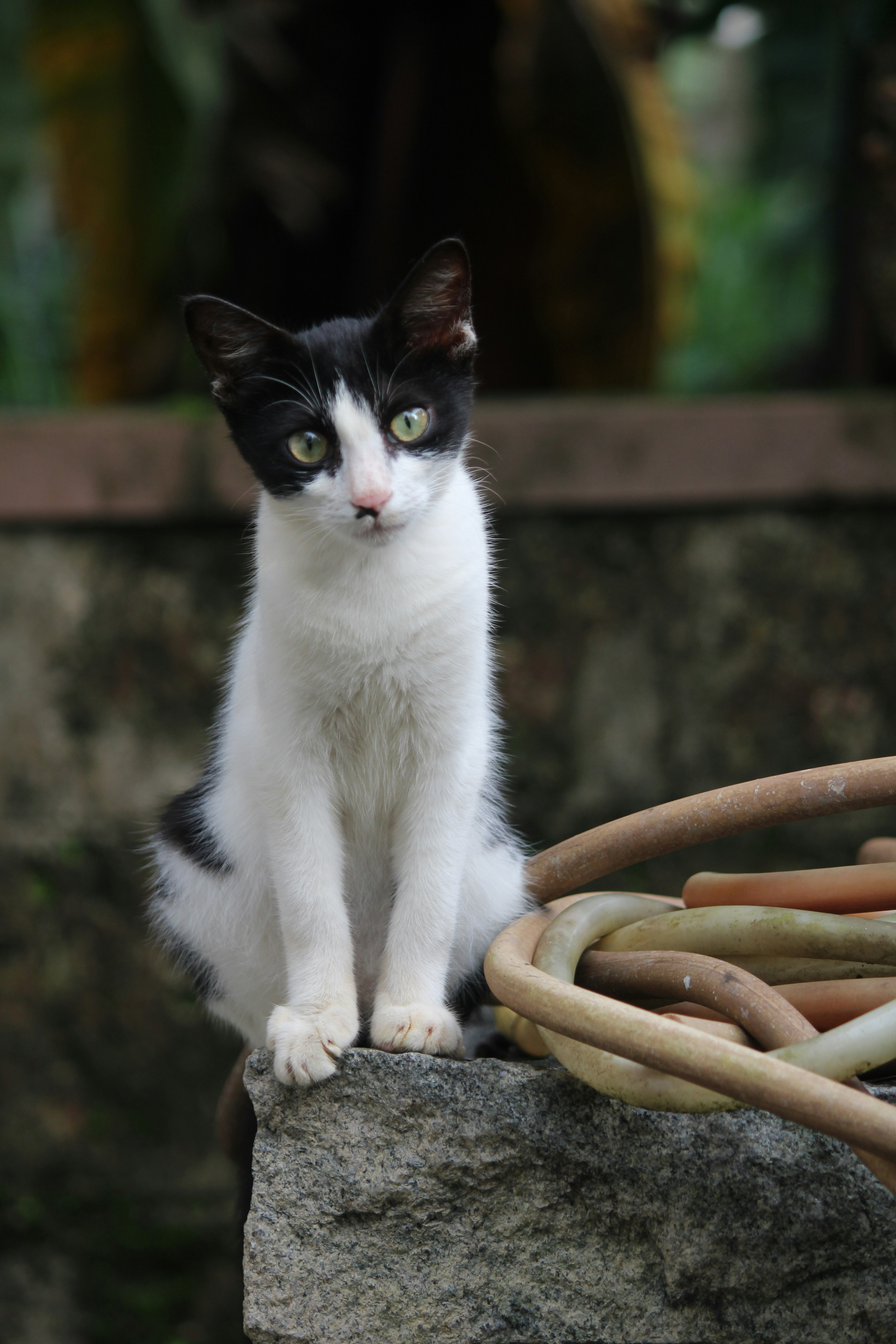 Photo by shreyasav27