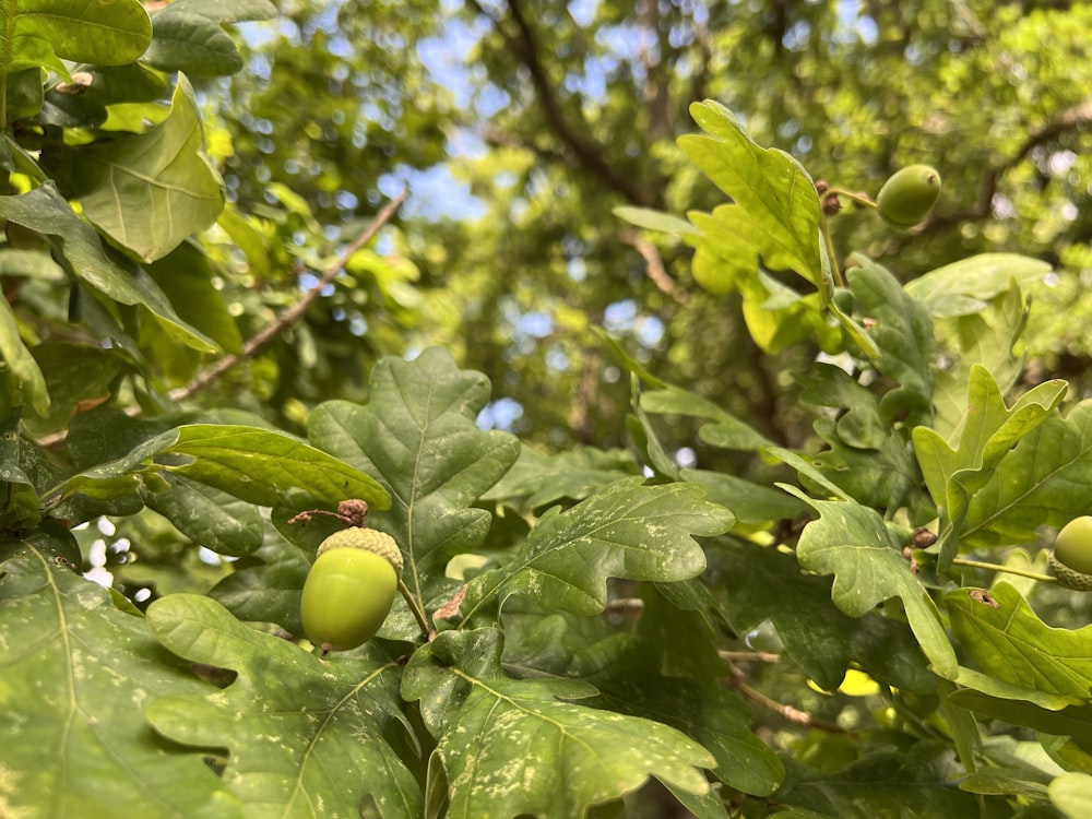 a close up of a tree with green leaves and berries