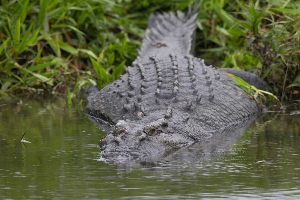 a crocodile in the water