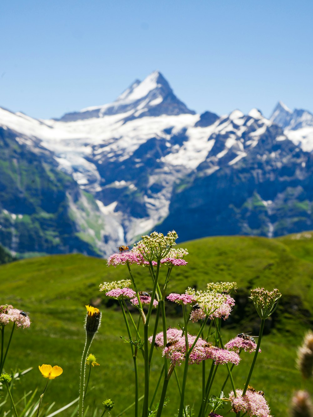 a mountain with snow in the background