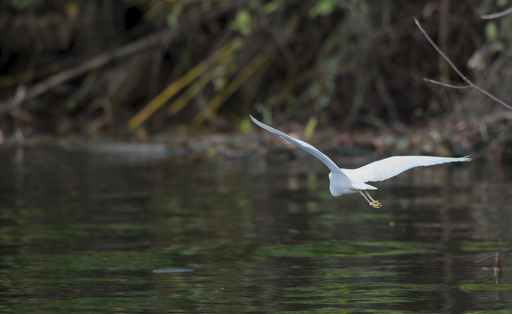 a white bird flying over water