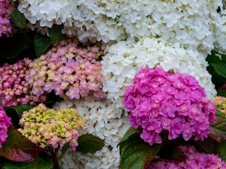 A vibrant display of fresh hydrangeas in various colors.