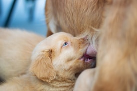 A puppy is suckling from its mother, surrounded by soft fur. The intimate moment captures the nurturing relationship between the animals, highlighting the closeness and comfort in their interaction.
