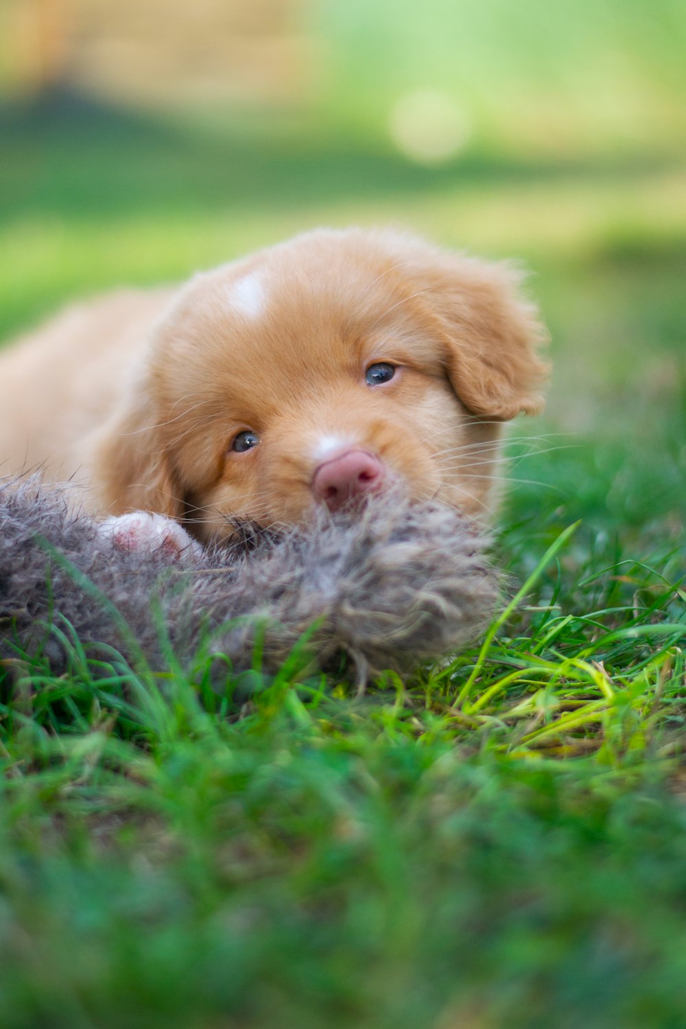 a puppy lying in the grass
