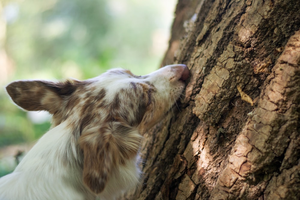 a fox sleeping on a tree