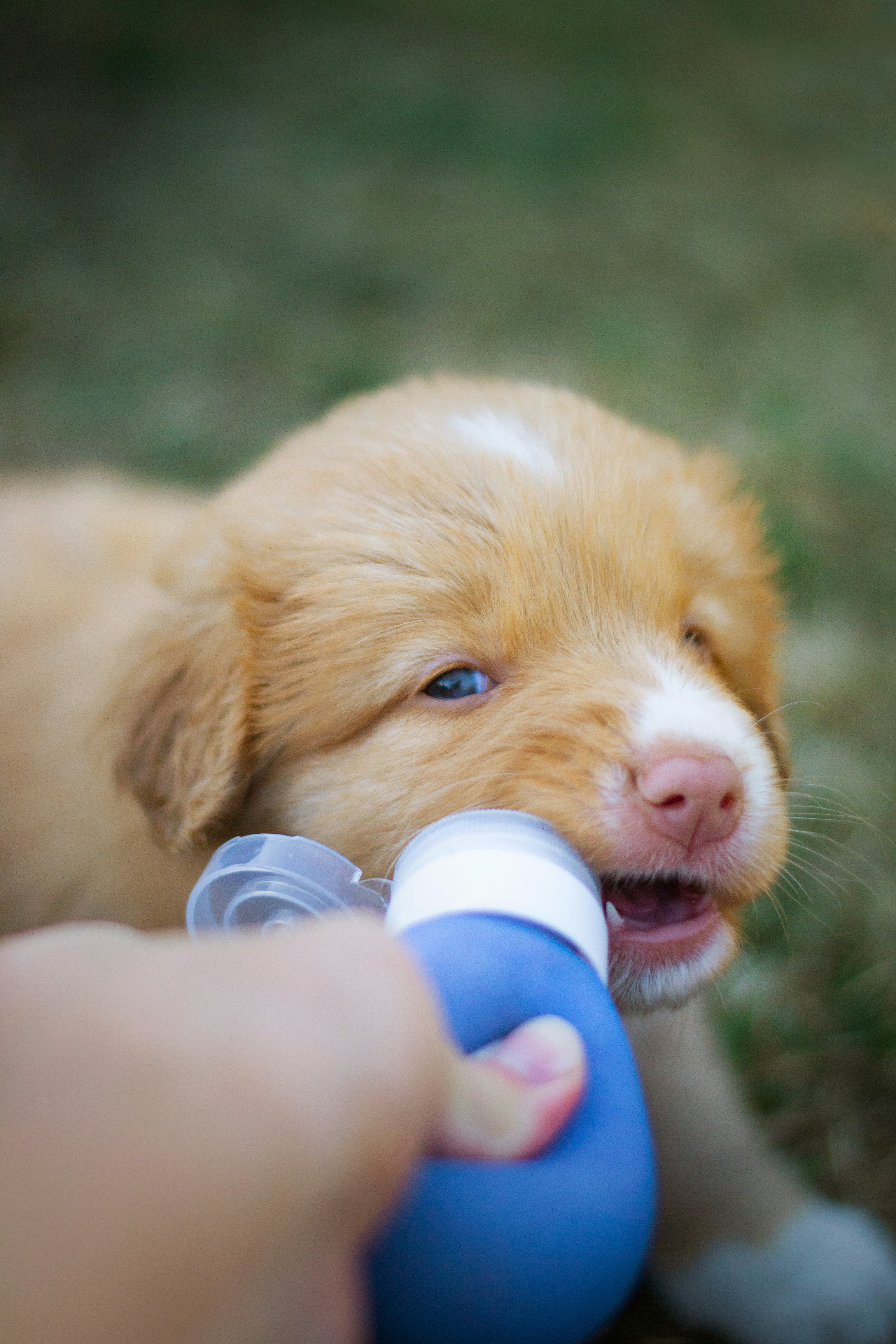 Nova Scotia Duck Tolling Retriever puppy tasting food tube