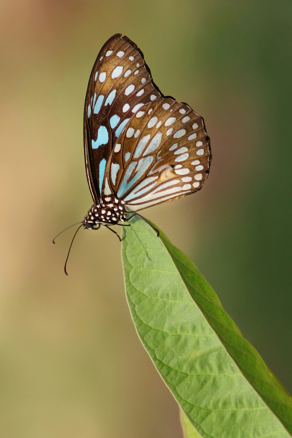 a butterfly on a leaf