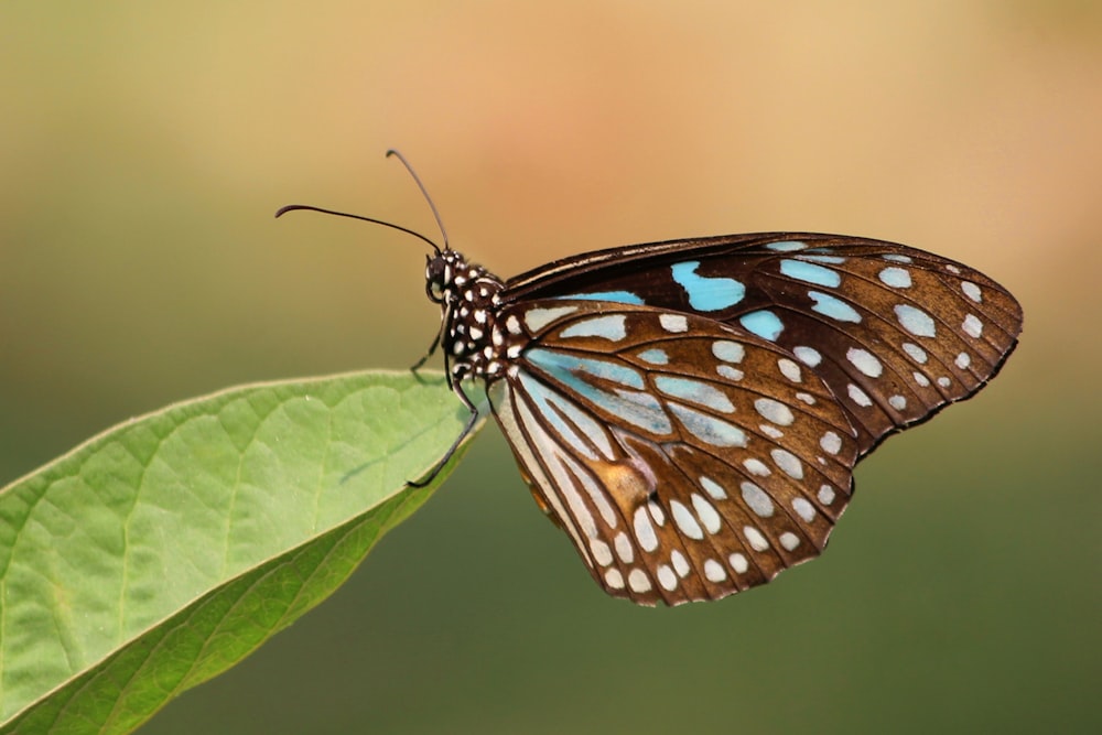 a butterfly on a leaf