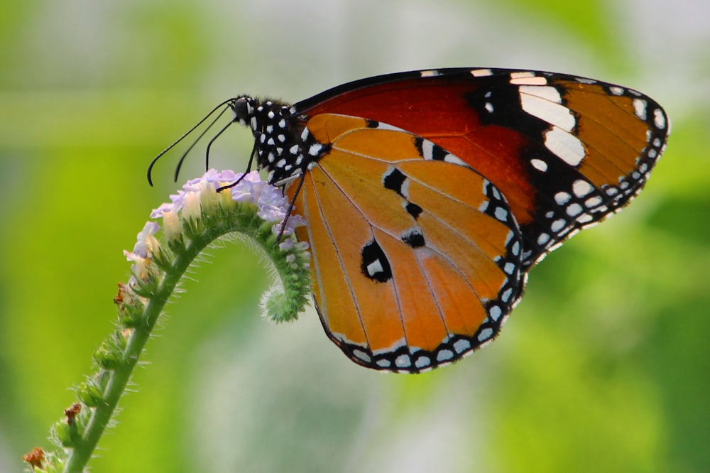 a butterfly on a flower