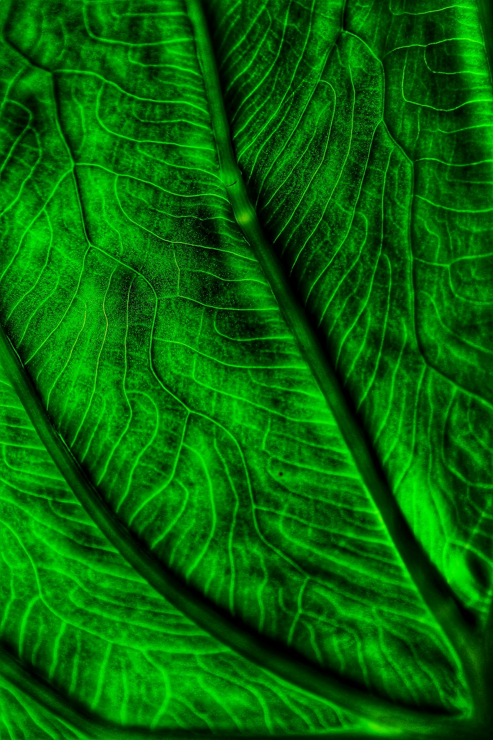 a close up of a leaf