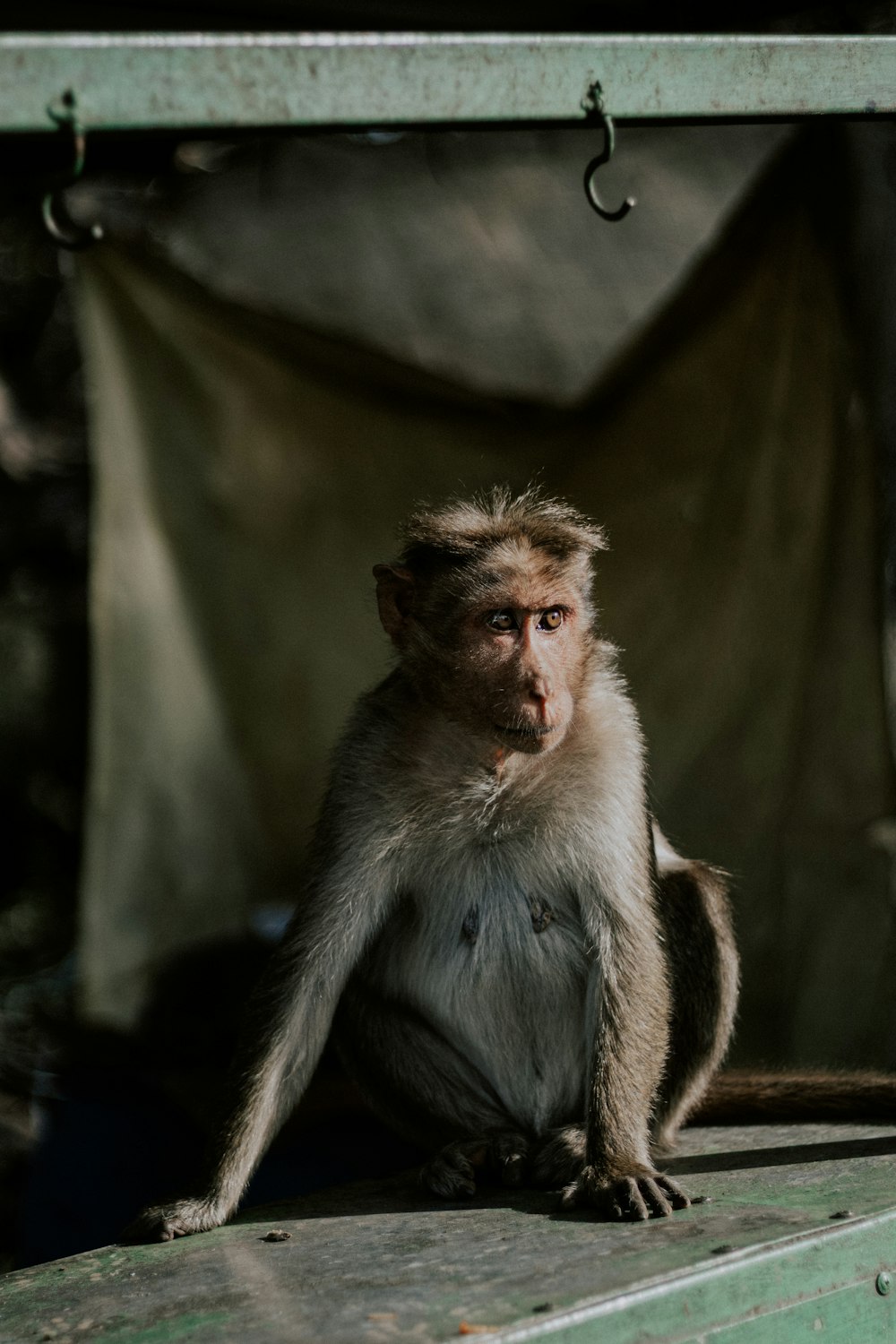 a monkey sitting on a ledge