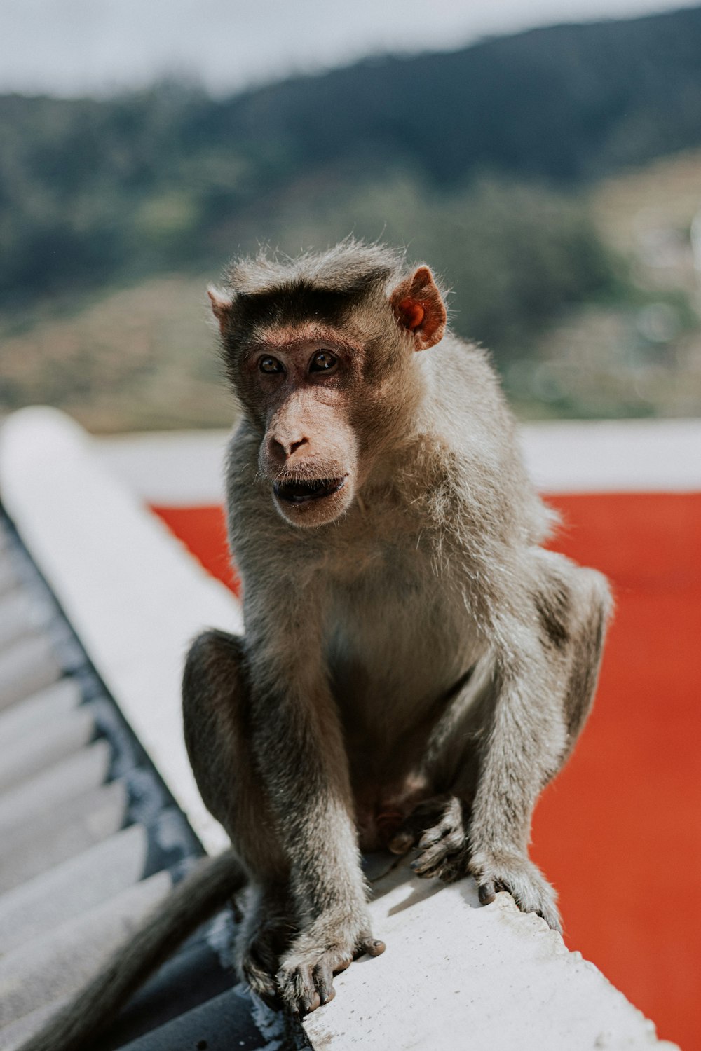 a monkey sitting on a ledge