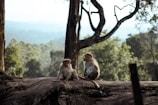 monkeys sitting on a tree branch