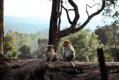 monkeys sitting on a tree branch