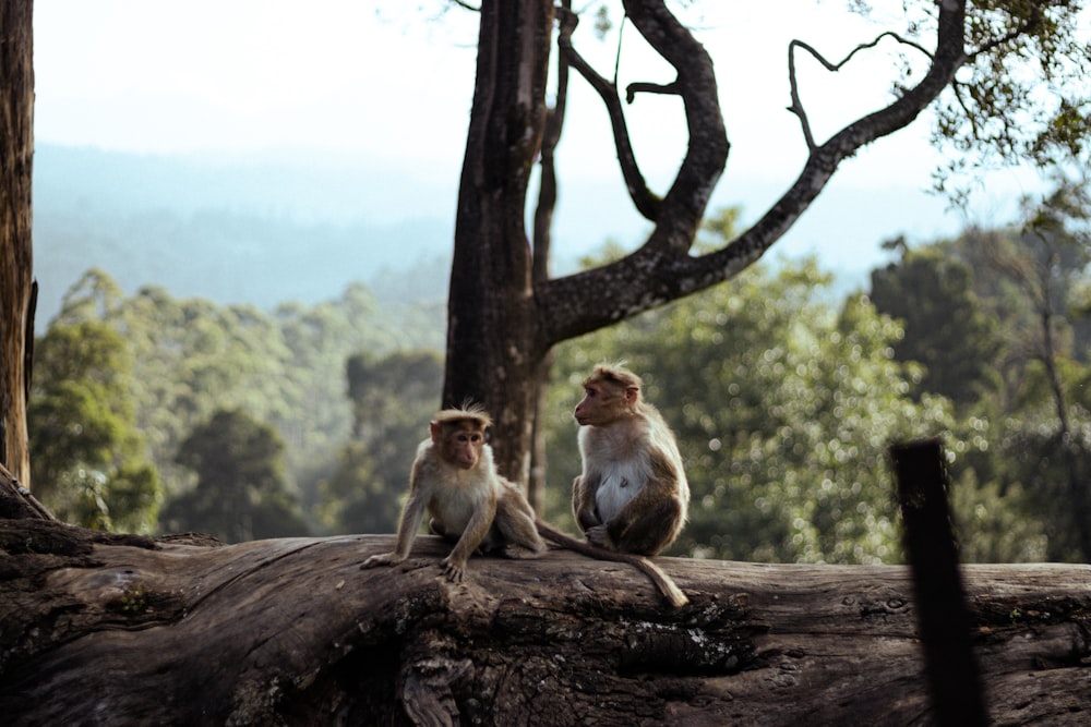 monkeys sitting on a tree branch