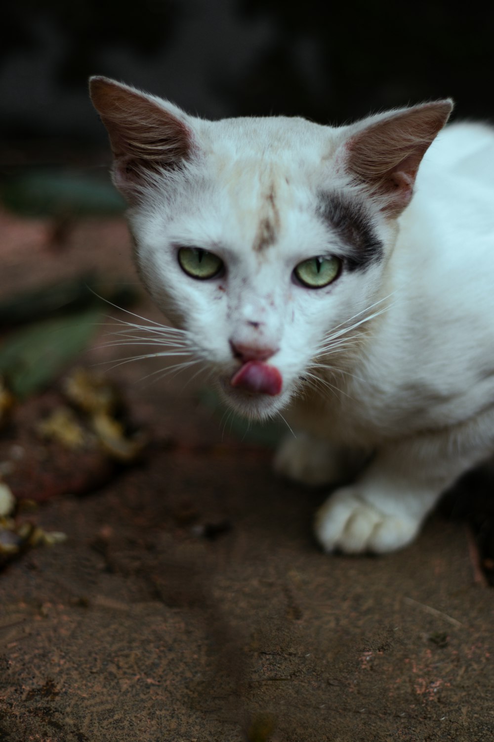 a cat licking its lips