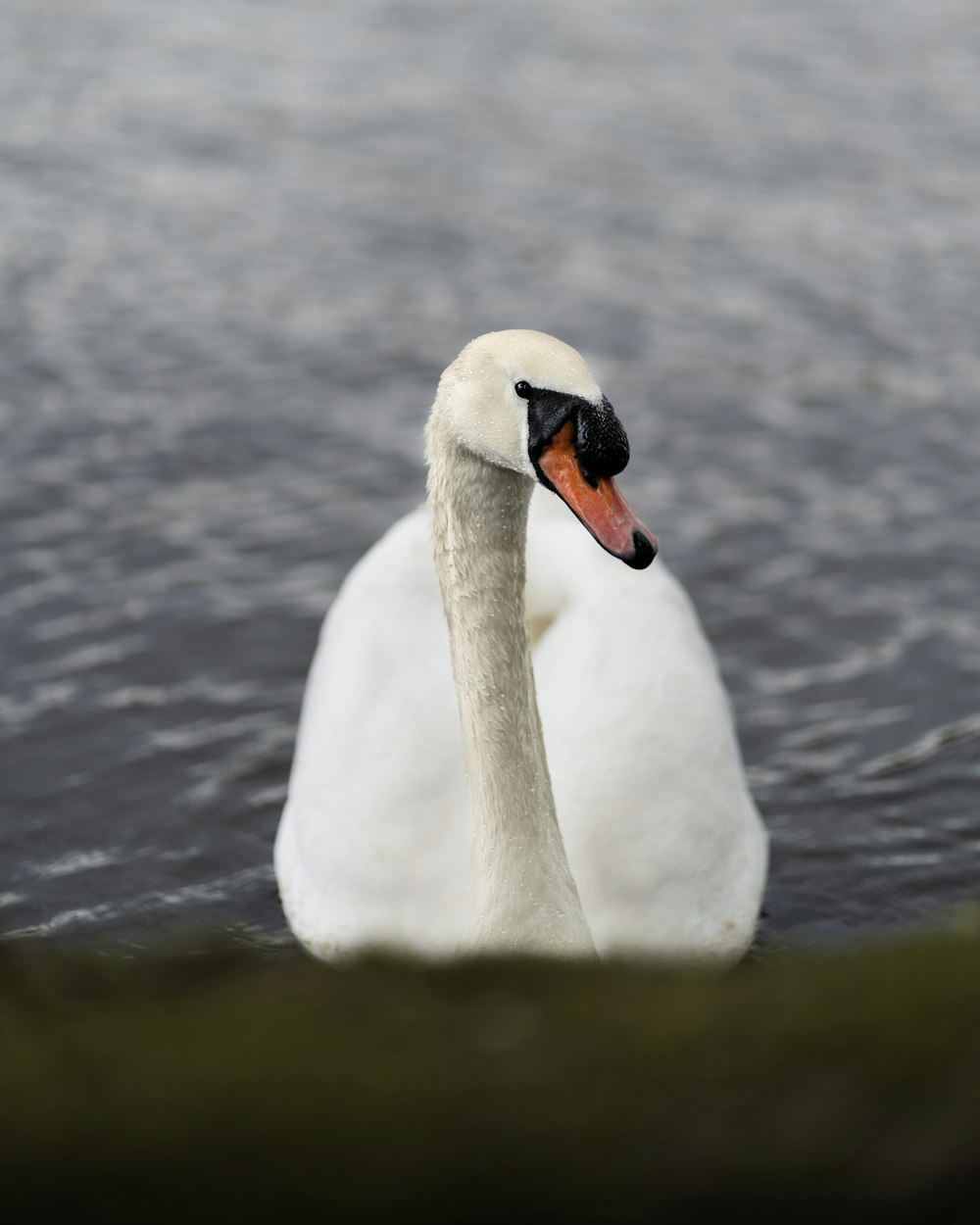 a white swan swimming in water