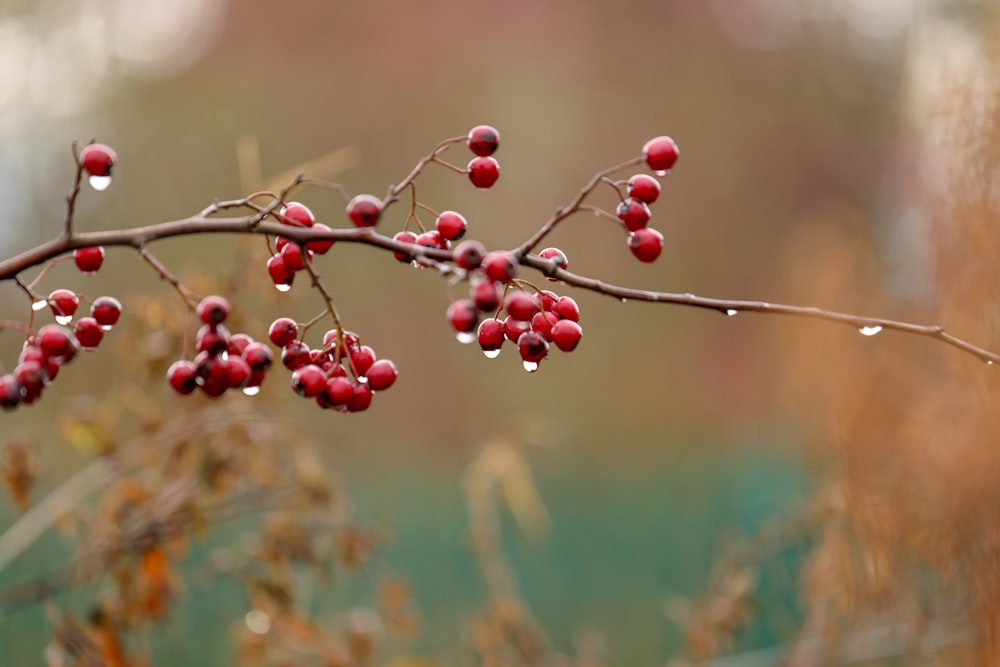 a branch with red berries