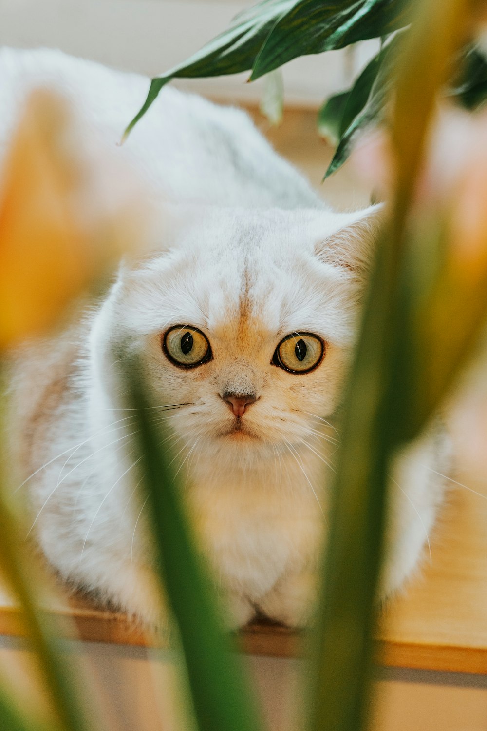 Un gatto con una pianta sullo sfondo
