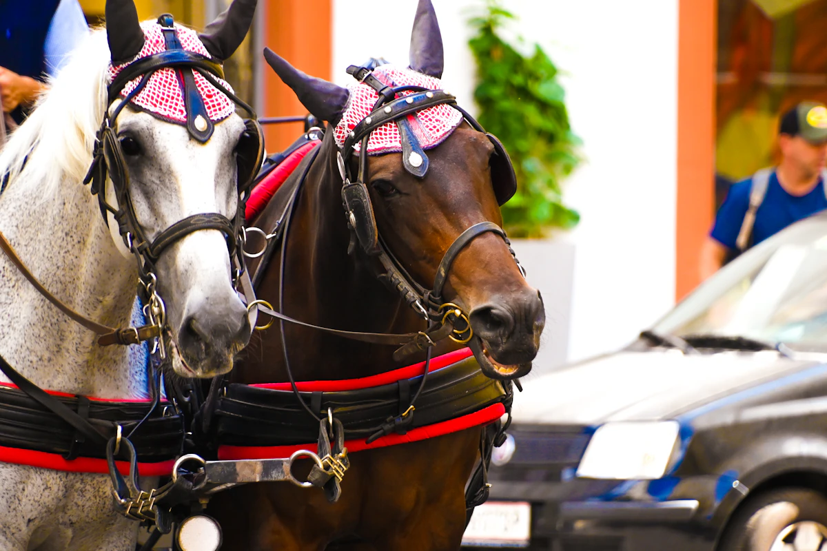A horse-drawn carriage waiting on a city street
