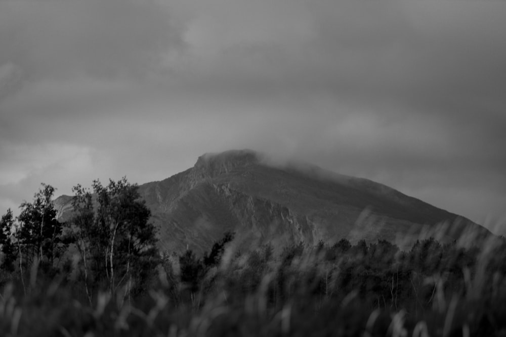 a hill with trees on it