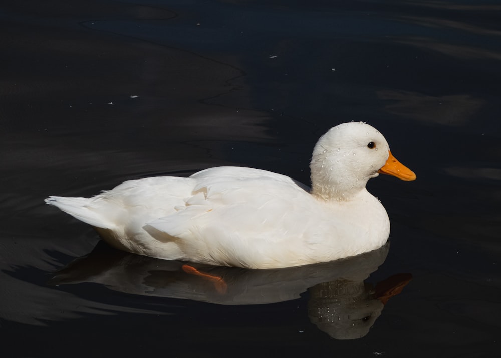 a white duck in water