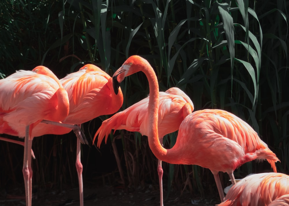 Eine Gruppe Flamingos