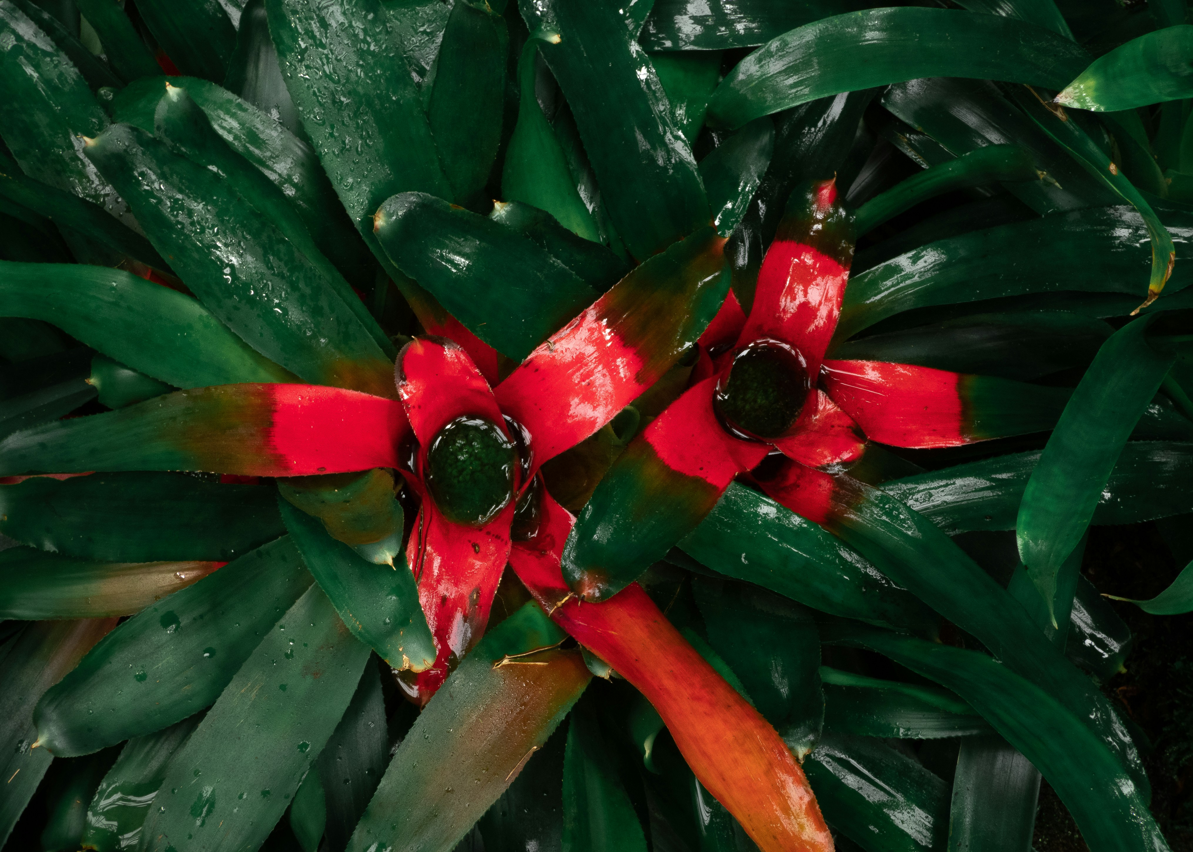 A red flower with green leaves photo – Free Plant Image on Unsplash