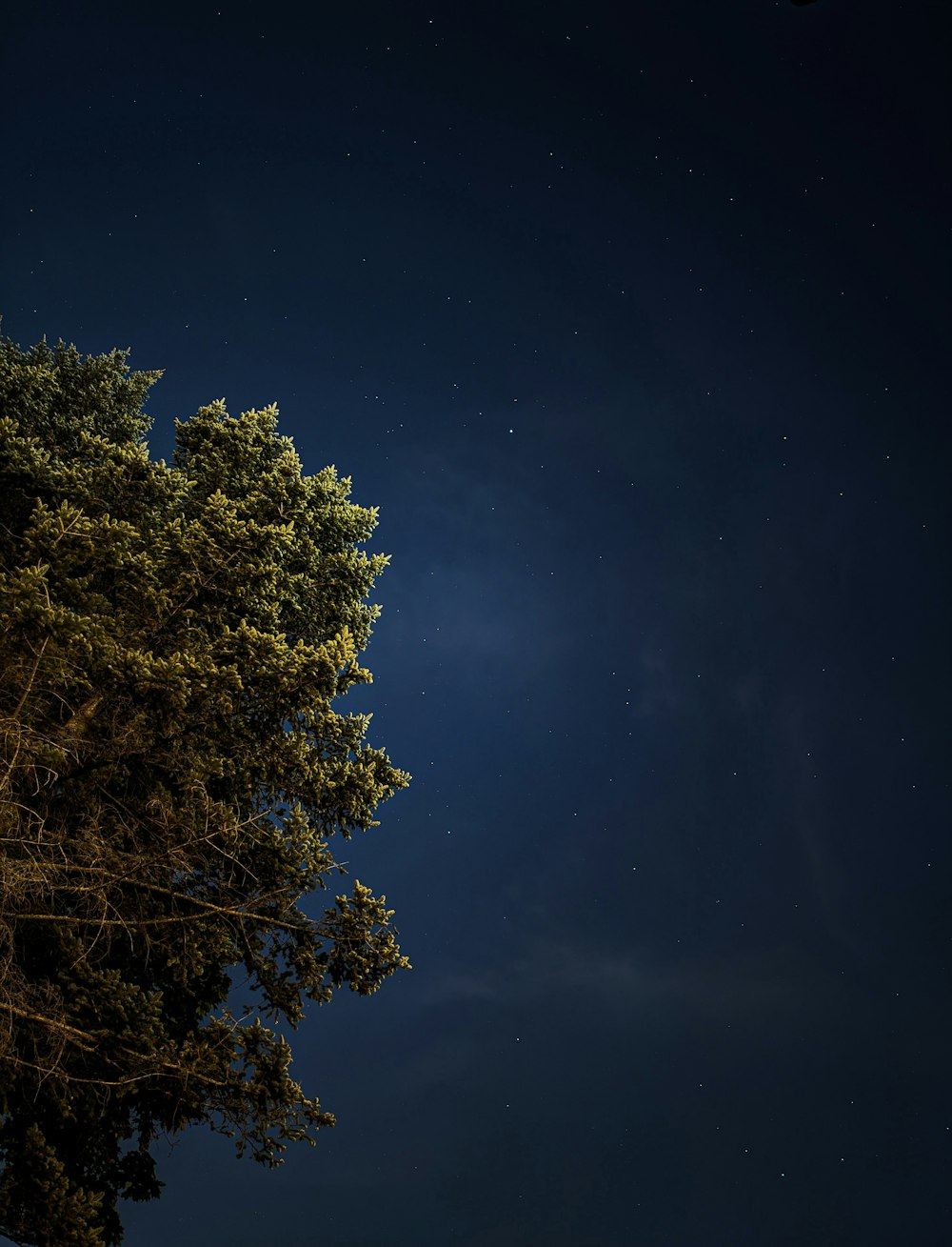 Un albero con un cielo blu sullo sfondo