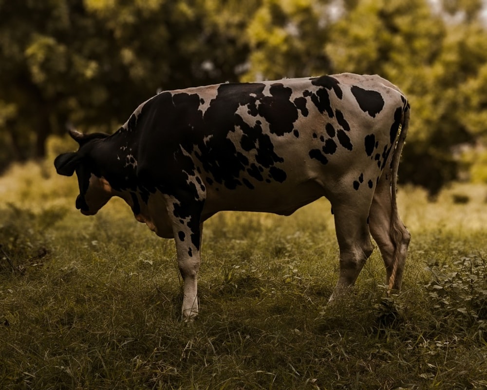 a cow standing in a field