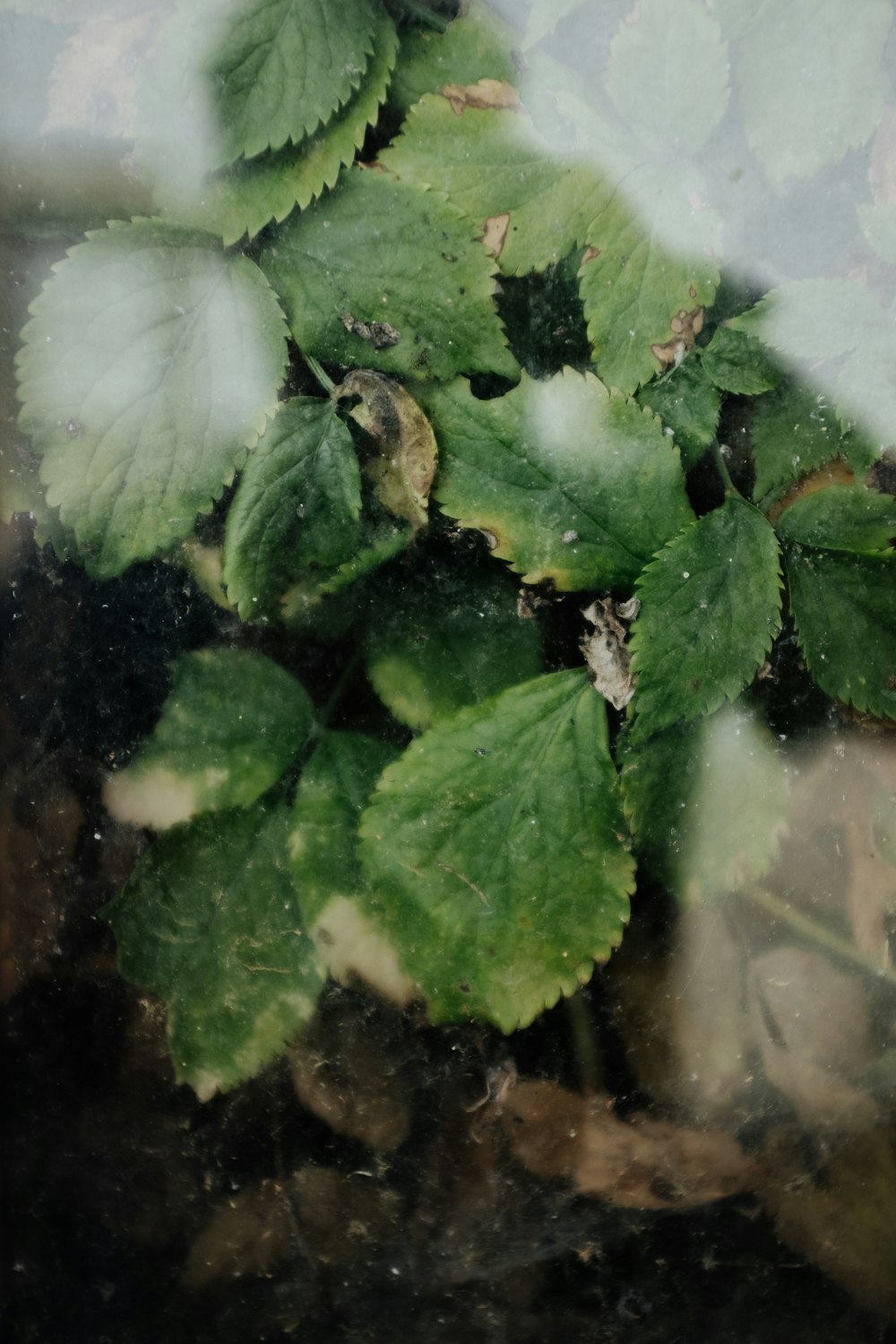 a plant with snow on it